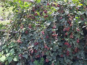 Ежевика: Лохнес сорту Ежевика садовая (саженцы/кустовые посадки) - Культура — 10