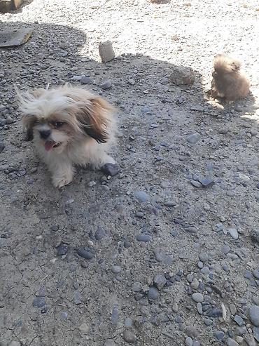 İtlər: Pekines, 8 ay, Erkek, Ödənişli çatdırılma — 12