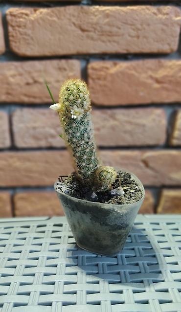 Молочаи: 1)Кактус Эхинопсис ( цветет часто, вместе с коричневым горшочком — 6