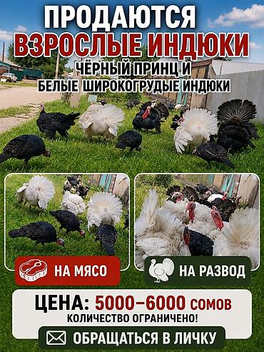 индюков: Продаю | Индюшка (самка) | Черный принц | На забой — 1