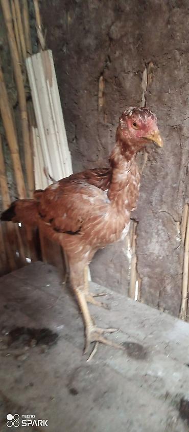 Toyuqlar: Toyuq, Damazlıq — 4