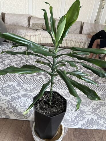 Замиокулькас (Долларовое дерево): Замиокулькас, также известный как долларовое дерево, представлен в — 17