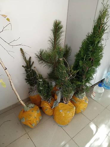 Семена и саженцы: Продаю 2 елки, 2 сосны, пихту и березу — 3