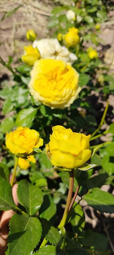 Роза: Садовые розы (кустарниковые/чайно-гибридные, крупноцветковые — 7