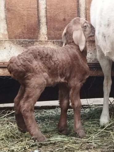 Бараны, овцы: Продаю | Баран (самец) | Арашан | Для разведения | Племенные — 15