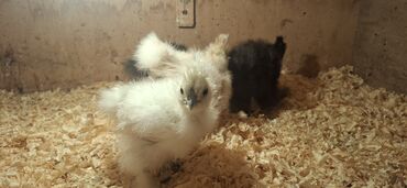 Cücələr: Toyuq cücələri, Damazlıq — 9