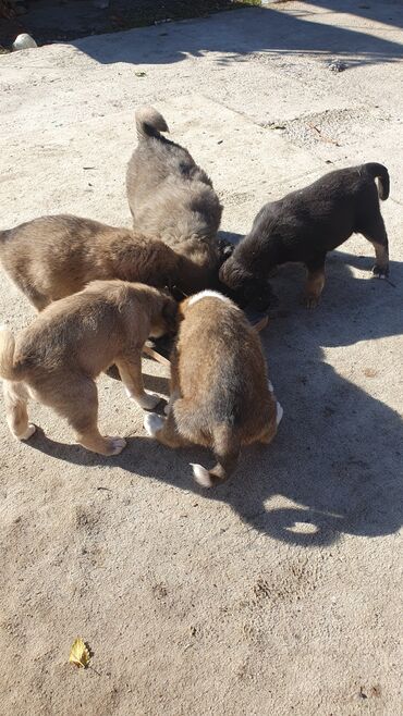 наполнитель для животных: 1 месяц, Самец, С прививкой