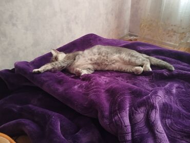 Pledlər: Rəng - Bənövşəyi Mikrofiber Pled -da lalafo.az — 2 Pledlər: Rəng - Bənövşəyi Mikrofiber Pled — 2