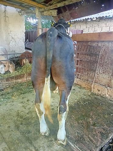 Коровы, быки: Продаю | Бык (самец) | Симментальская at lalafo.kg — 5 Коровы, быки: Продаю | Бык (самец) | Симментальская — 5