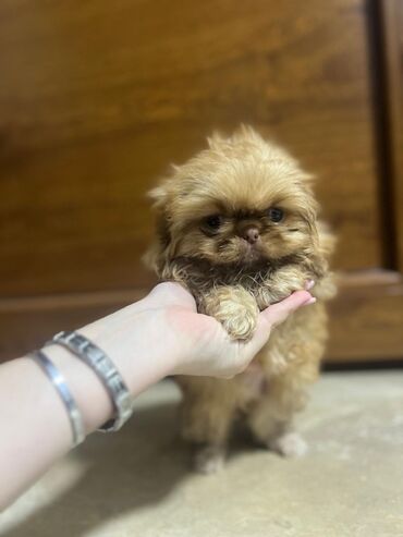 İtlər: Pekines, 1 ay, Dişi
