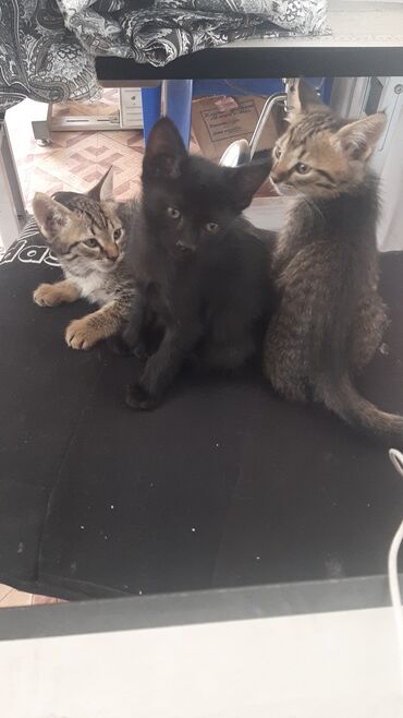 котята жалал абад: Котята - Три котёнка: два тигровых табби и один чёрный. - Возраст
