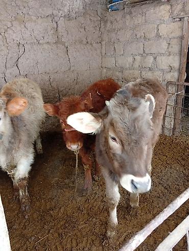 Коровы, быки: Продаю | Бык (самец) | Полукровка | На откорм | Привязанные — 9