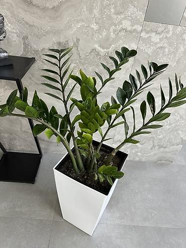 замиокулькас черный: Замиокулькас (Zamioculcas zamiifolia) в высоком современном кашпо - — 1