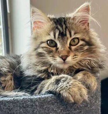 ağ qara pişik: Meyn-kun, Dişi, Ünvandan götürmə