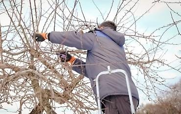 обрезка яблонь: Обрезка Плодовых 
Обрезка Хвойных
Делаем Качественно
+Обработка — 3