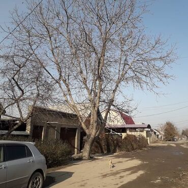 Спил деревьев, заготовка дров: Спилить дерево! Нет проблем. Очистить от разросшихся кустарников и at lalafo.kg — 8 Спил деревьев, заготовка дров: Спилить дерево! Нет проблем. Очистить от разросшихся кустарников и — 8