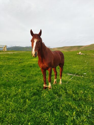 Лошади, кони: Продаю | Конь (самец) | Дончак | Конный спорт