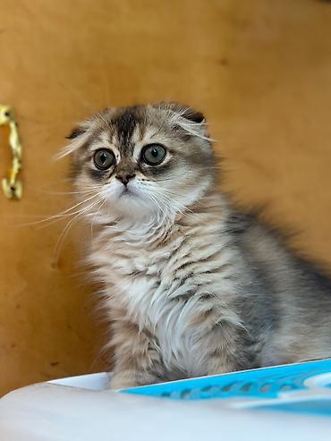 Животные: Шотландская длинношерстная — 7