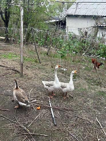 goose: Домашние гуси, стадо из 3 голов. - Породы/окрасы: два — 2