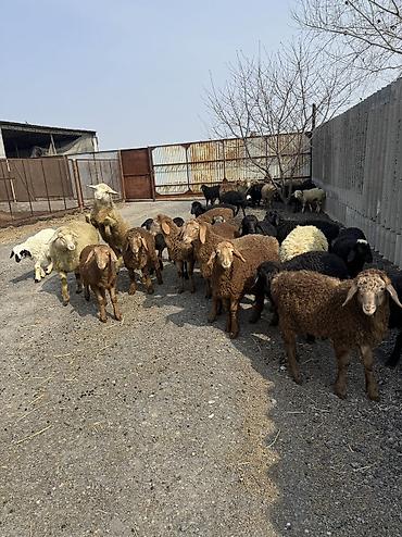 Баран, овца: Продаю | Овца (самка), Ягненок, Баран (самец) | Гиссарская, Полукровка, Меринос | На забой, Для разведения, Для шерсти | Племенные, Кастрированные, Осеменитель — 9