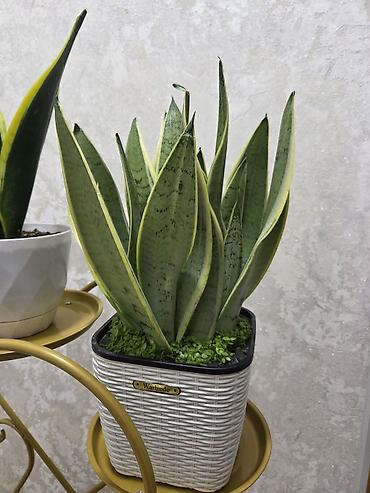 Пальмы: Хамедорея изящная (комнатная пальма) - В наличии взрослые кусты в — 10