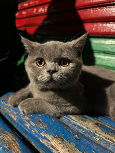скоттиш страйт цена: Скотиш Страйт (Шотландская прямоухая), 8 месяцев, Мальчик, Приучена к лотку, Проглистована, С документами