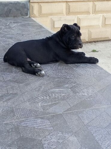 İtlər: Kane-Korso, 1 ay, Erkek