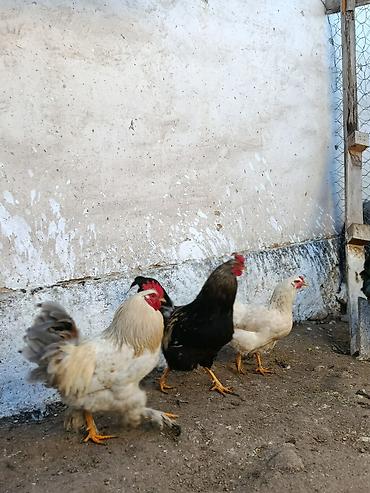 Куры, петухи: Продаю | Петух, Цыплята, Куры | Полубрама, Бройлерная, Суссекс | На забой, Для разведения, Несушки — 4