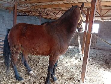 Лошади, кони: Продаю | Кобыла (самка) | Рабочий | Племенные — 2