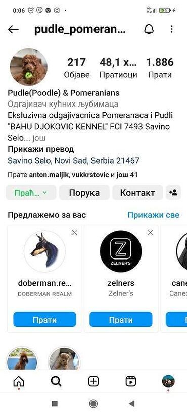 Psi: Maltipoo vrhunske genetike u registrovanoj odgaivacnici Bahu Djokovic — 2