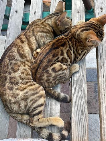 кошка шатланка: Вязка: Бенгальская, Мальчик, 2 года, Золотая шиншилла — 2