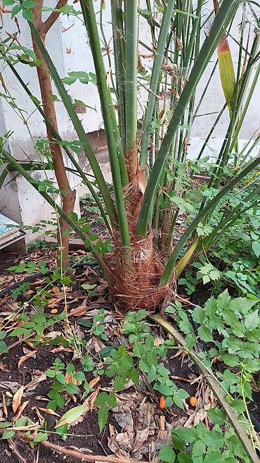 palma agaci satilir: Xurma palmı – dekorativ bağ bitkisi - Növ: Xurma palmı (Phoenix spp.) — 3