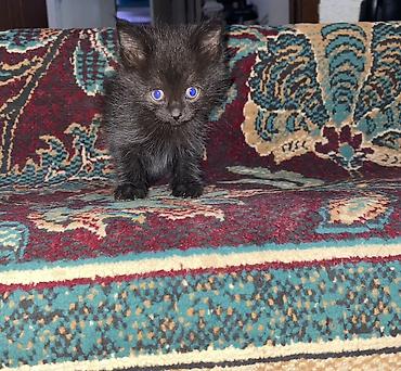 Отдам даром кошку: Кошка бесплатна 🐈🐈‍⬛ Адрес-Акжар — 1