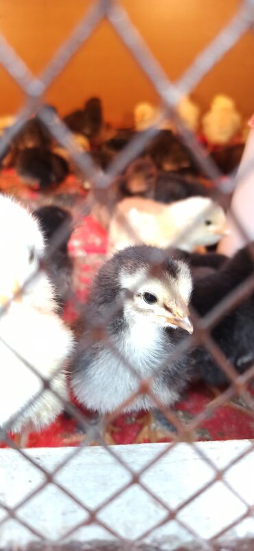 Животные: Продаю только цыплят в колличестве 40 шт. 3-июня 3суточные - 100сом за