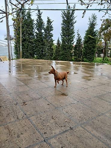 doberman itləri: Zvonok, 1 ay, Ödənişli çatdırılma — 4