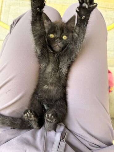 Коты: Котенок черненькая девочка 1,5 мес, родом из Иссык-Куля. Уже ест. К