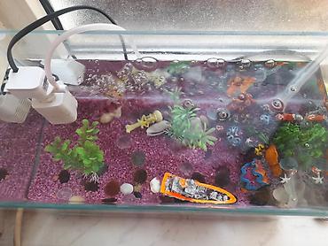 akvarium baki: Akvarium dəsti – dekorativ dizayn və filtrasiya ilə - Şəffaf şüşə — 4