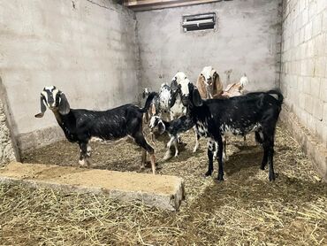 хомяк домашний купить: Продаю | Коза (самка) | Битал
