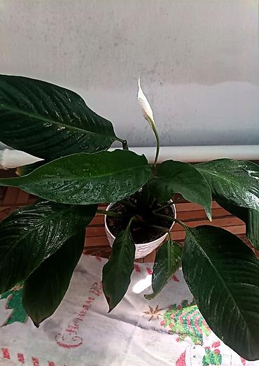 фикус тинеке: Спатифиллюм (Spathiphyllum) в декоративном горшке. - Эффектное — 1
