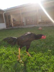 французский бульдог сколько стоит: Продаю | Петух | Бойцовая | Для разведения