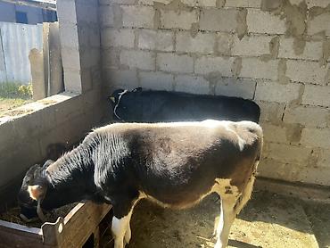 Продаю | Бык (самец) at lalafo.kg Продаю | Бык (самец)