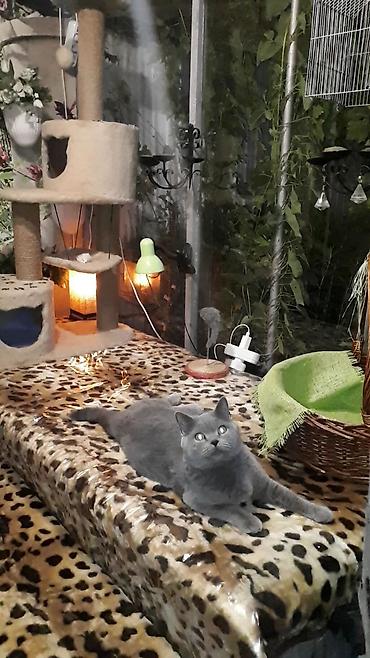 отель для кошек: Скотиш Страйт (Шотландская прямоухая), 2 месяца, Мальчик, Серебристая шиншилла, Приучена к лотку — 9