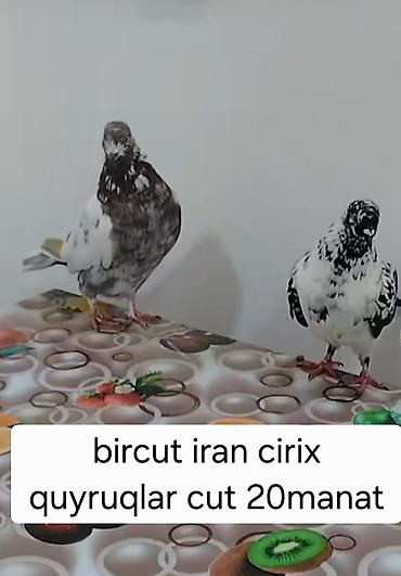 Göyərçinlər: Məhsul: göyərçinlər - Erkək “goy boyun” göyərçin – tutulma. Ağ — 20