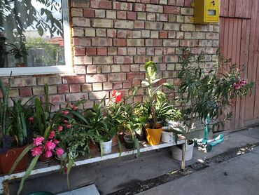 комнатные растении: Продаю комнатные растения цена от 150до 3000сом