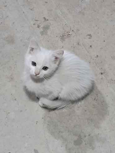 кошка беловодск: 2 айлык, Ургаачы, Лотокко барууга үйрөтүлгөн — 1