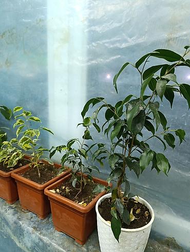 Фикусы: Продаются цветы, разные виды, сорта, большие и маленькие домашние и — 6