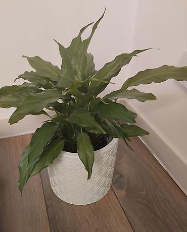 покрывалы: Спатифиллум (Spathiphyllum) - Комнатное растение с вытянутыми — 1