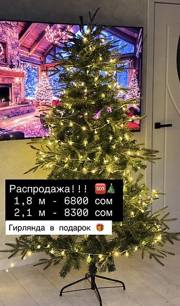 Майрамдык товарлар: Срочная распродажа елок! Успейте, осталось в ограниченном количестве! — 1