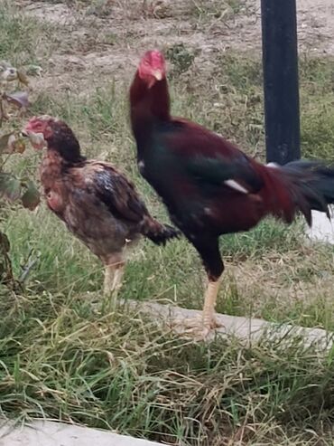 Inəklər, öküzlər: Toyuq, Yumurtalıq, Ünvandan götürmə