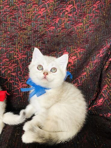 british golden: 22.01.23 tarixində doğulub. (british si̇lver chinchilla) britan silver